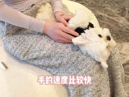 纠正马尔济斯小狗梳毛乱动不配合的问题!训练后还是很乖的! #成都训犬 #狗狗梳毛 #成都训犬老曹 #训犬 #马尔济斯幼犬