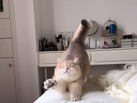 这么可爱是想干嘛~#喵咪 #蓝金渐层 #记录猫咪日常 #吸猫