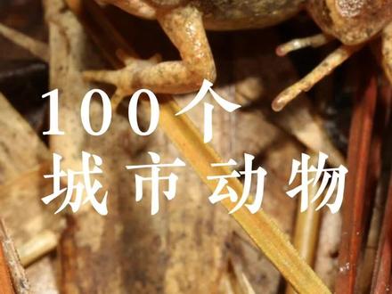 100个城市动物——饰纹姬蛙#神奇动物在抖音 #野生动物零距离 #青蛙🐸 #100个城市动物 #华东自然
