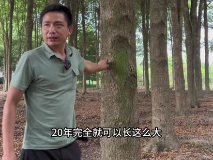 这一亩金丝楠木能值多少钱#金丝楠木树苗 #金丝楠木 #金丝楠