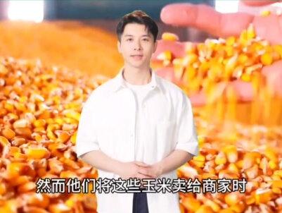 "玉米提炼黄金:农民被不良商家坑害的故事"农民一生的财富悲情"#高产玉米 #又到了收玉米的季节 #玉米最新行情 #玉米提炼黄金 #玉米价格走势