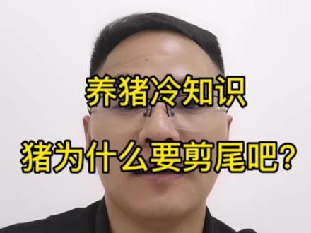 养猪冷知识,你知道猪为什么要剪尾巴吗?#养猪 #猪价