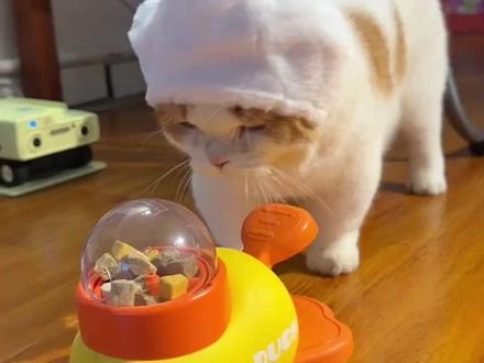 用AI工具做带货 邪修之用AI做宠物带货视频
#AI#AI工具 #邪修 #萌宠 #随变ai随便玩