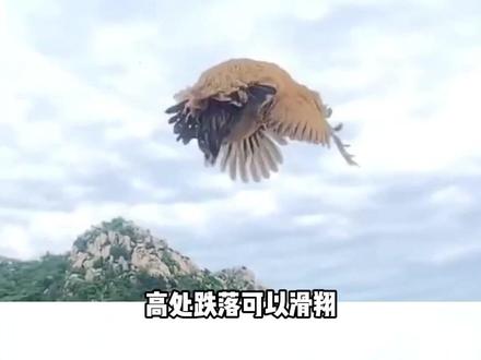 霸王龙做了个天王梦,地球online新版本被砍费的三大角色 #地球online #霸王龙 #猿人 #版本更新