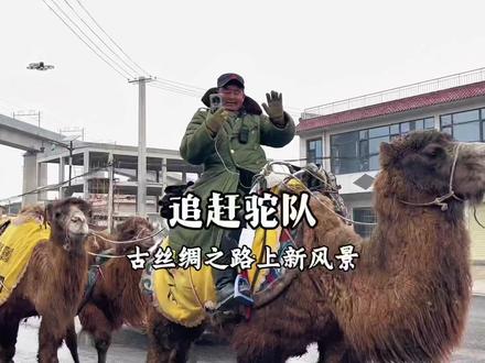 与东天山骆驼队,在彬州的短暂相会 #骆驼队 #日常 #生活