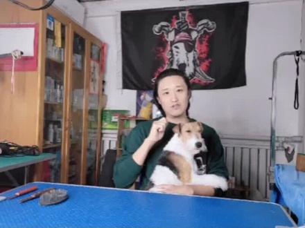 想给自家狗宝做拔毛美容的家长,你们需要先了解猎狐梗拔毛的目的和方法,再去选择美容方式。仔细看看,少走弯路吧#刚毛猎狐梗 #科学养宠攻略 #养狗经验分享 #梗犬美容 #拔毛