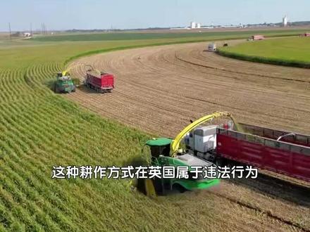 这种耕作方式在英国属于违法行为,但在美国...