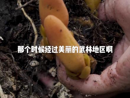 神农四宝马上就被我集齐啦,今天这个文王一支笔你们一定要认识一下哦!#大自然的馈赠 #植物科普 #野生药材 #乡村守护人
