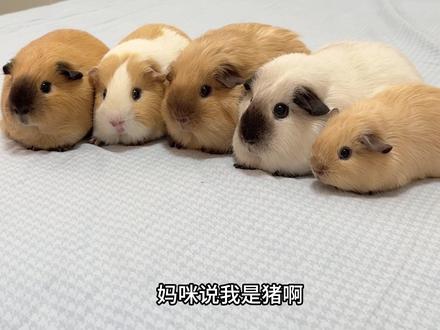 妈咪说我是猪! 我就是妈咪养的可爱猪!#萌宠版我是妈咪的宝贝猪 #荷兰猪 #也太可爱了吧