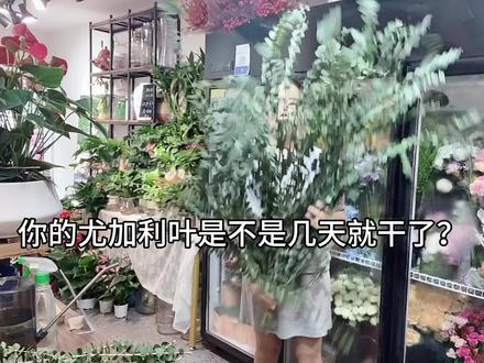 #我的花店日常 叶子里头,就它最难养,如何延长花期。#尤加利 #花店 #鲜花养护