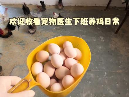 最近下蛋的鸡越来越多了,喜欢孵化的朋友做好准备#返乡创业青年 #茶花鸡#越南小竹鸡