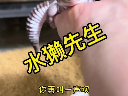 水獭先生…好稀罕这个胖水獭#奇异动物召集令