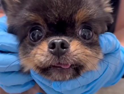 3岁繁殖犬包包苍老到让人心疼,获救后仍温柔相信人类!江门繁殖犬博美包包后续!
#救助繁殖犬 #狗狗包包 #愿世间无繁殖犬伤害 #善待毛孩子