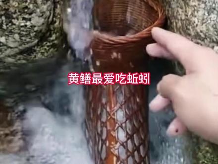黄鳝浓腥诱食剂擒鳝王#逮鱼摸虾 #黄鳝 #鳝鱼 #抓黄鳝