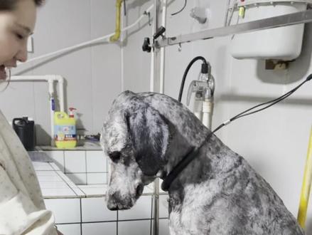 这是一个关于相遇的故事…#流浪狗 #我和我的狗