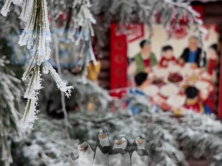 1月31号企鹅来梅花山了!4只小可爱全网征集名字! #企鹅 #梅花山国际滑雪场 #萌宠 #雪乡