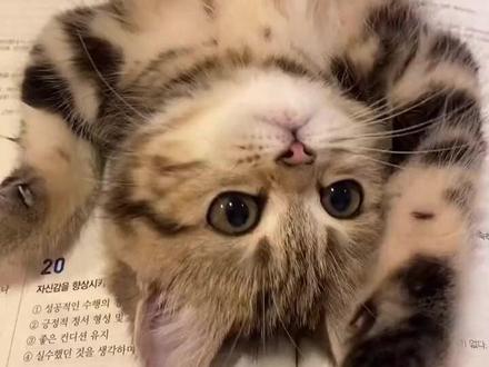 瞬间敏感肌的小猫开关🐾(*^-^*) #猫咪 #猫咪开关 #宠智灵 #索未来 #pettureX