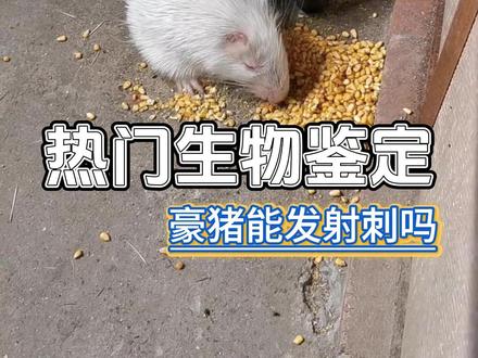 网络热门生物鉴定 豪猪会发射刺吗