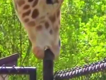 草食动物的共同癖好,喜欢舔钢管石头和木头棒子! #长颈鹿 #奇妙的动物 #动物成精 #动物世界 #动物科普