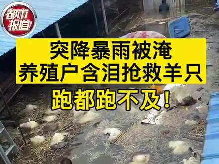 平顶山叶县突降暴雨被淹,养殖户含泪抢救羊只 ,当时跑都跑不及!#生活不容易 #暴雨过后#河南dou知道