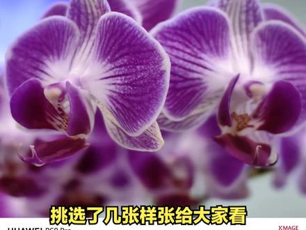 华为P60 Pro的长焦微距,应该是目前最强的了,挑选了几张样张给大家看。 尽管厂家宣传的是夜景长焦,但在实际使用中,长焦微距给用户带来了太多的惊喜。特别是在拍花卉静物方面,长焦微距让普通用户可以很轻松地拍到主体非常突出的照片,感受到细节带来的魅力。 相对于其它厂家的长焦(3.5倍),华为P60 Pro的长焦最近拍摄距离为10cm,这大大拓展了长焦的可用性和趣味性,用户可以把主体拍得更大,可以看到更多细节和以更个性化的视角观察世界。#p60pro #手机摄影 #长焦微距