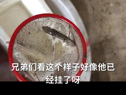 #娃娃鱼 #养鱼日记 又一条领盒饭了