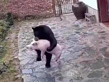 黑熊把猪偷走了#AI创作浪潮计划