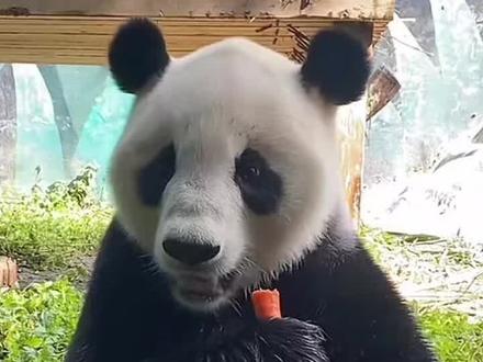 那些整天拿家和的地方狭小川剧非展区来大作文章,真好笑!长隆其他熊友能住的地方为什么家和不能住?家和住就叫区别对待?我们这些长时间关注和去看长隆熊猫的说几句公道就被扣上护园宝的帽子,我们这些游客观看者看完了就可以随时随地走人,但那些把熊猫当孩子养的饲养员可是每天把屎把尿花心血去照顾的,有多少人知道?现在熊猫圈里被一些人搞到乌烟瘴气把娱乐圈的饭圈文化延伸到熊猫身上打着喜欢熊猫,虽然不认识没见过只因死的那是熊猫,所以可以无差别攻击。有经验的饲养员天天担心被网暴不愿意干,年青又没经验也怕被天天挂网上被网暴不敢干,搞到很多兢兢业业的饲养员都不敢从事熊猫饲养工作。你们的口嗨是可以害死人的 网络不是法外之地,你们的行为不是喜爱熊猫是借熊猫之名干违法行为。