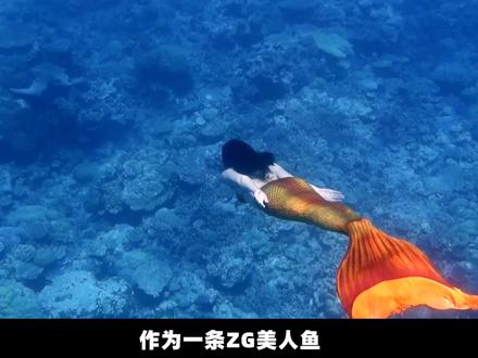 比利时朋友以我的经历为灵感画了一条中国“美虎鱼”,简直太棒了!#插画 #虎年快乐 #美人鱼