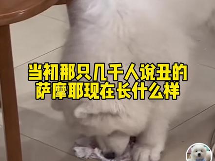 当初那只尴尬期时很多人说长得丑的萨摩耶现在长什么样?现在虽然还没有变身成功,但是我感觉是比之前好很多了哈哈哈#萨摩耶 #抖in萌宠计划 #傻狗的日常 #vlog萌宠日常 #萌宠出道计划