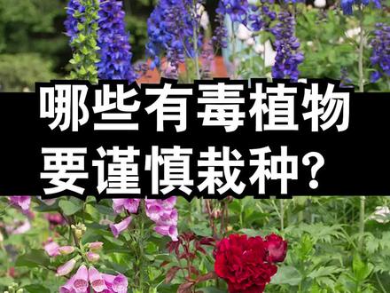 花园里哪些植物要谨慎栽种?
1、绣球花
2、毛地黄
3、郁金香
4、铃兰
5、飞燕草
6、花毛茛
7、马樱丹
8、夹竹桃
9、曼陀罗
#花园植物 #花 #花卉绿植 #花园设计