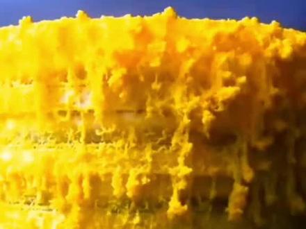 黏菌,地球上最强的规划师 #黏菌 #知识创作人