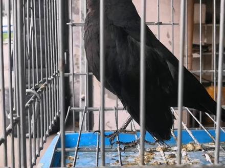 乌鸫大叫中叫五分钟分享,喜欢就点个赞吧!近距离拍摄乌鸫百舌鸟鸣叫。本视频希望能给你缓解压力心情愉悦。#奇妙的动物 #善待动物关爱生命