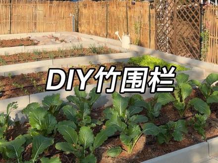 老张就地取材用竹子,给菜园做了个竹围栏! #种菜要有种菜的样子 #菜园改造 #竹篱笆 #竹围栏 #手工diy
