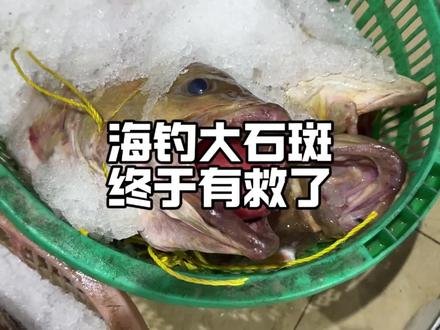 海钓大石斑,终于有救了! #野生海鲜 #备年货 #海鲜原产地 #原材料新鲜才是硬道理 #华哥说海鲜