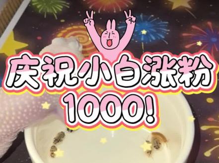 小白坐月子。小黄又升级了#后续 #豹纹守宫 #角蛙 #爬宠 #原创