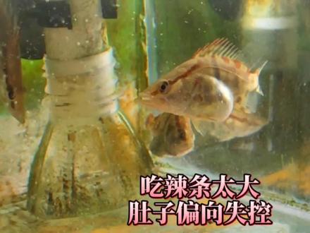 泥鳅偏大,鳜鱼吃了之后导致肚子有点失控。还好平安度过 #鳜鱼吃食 #肚子膨胀 #鳜鱼养殖