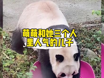 萌萌的三个好大儿都遗传了她的聪明活泼吧!个个都人里人气的! #国宝大熊猫 #北动影后萌萌 #大熊猫萌大萌二 #萌啦么么儿 #来这吸熊猫
