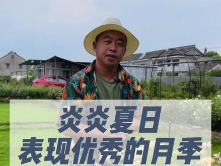 #月季 #苗圃 #园艺 #夏季养花 这个夏天我的花园里表现出色得三款月季。魔力妞,保罗二世,天方夜潭。