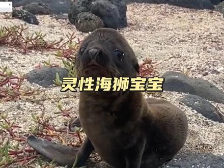 海狮宝宝请求人类救救它的妈妈 海狮妈妈的报答方式让人感动#神奇动物在抖音 #万物皆有灵 #动物救援 #海狮 #正能量传递