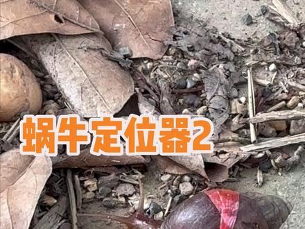 绳子卡住了,导致蜗牛停止前进了,蜗牛力气也太小了吧#非洲大蜗牛 #玩个很新的东西