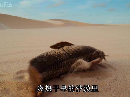 炎热干旱的沙漠里 出现了两个颠覆认知的物种 一个鱼 一个乌龟 #沙漠里的鱼 #沙漠里的乌龟 #千湖沙漠