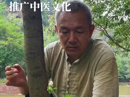 豨莶草
每天认识一种中药材,今天认识一下豨签草。#常见的中草药 #中药材科普#豨莶草