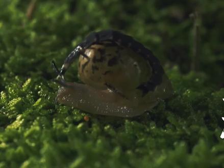 萤火虫--蜗牛背后的猎手 #昆虫世界 #观察昆虫 #好奇昆虫 #微观世界
