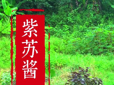 这样做的紫苏酱很不错#紫苏酱