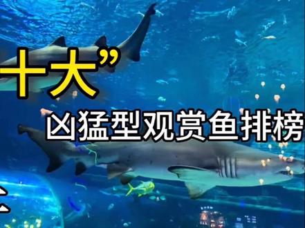 下期更精彩!#猛鱼 #水族 #观赏鱼