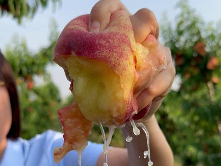 我们的水蜜桃软硬皆可吃,香甜可口#水蜜桃