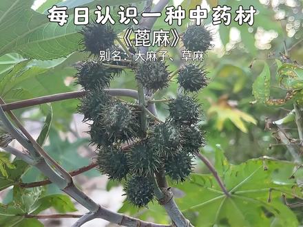 蓖麻 小时候玩过没有?#你家乡也有这种植物吗 #植物科普 #蓖麻