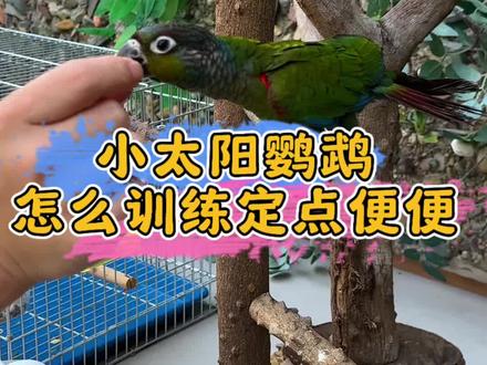 鹦鹉怎么训练定点排便 #鹦鹉鹦鹉萌萌哒逗鹦鹉 #鹦鹉小白 #鹦鹉 #养鸟经验分享 #养鹦鹉日记