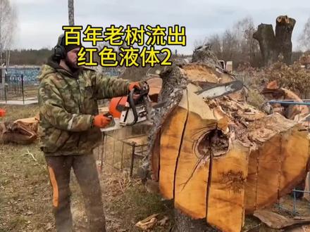 百年老树流出红色液体,位置比较特殊来人不愿透漏!